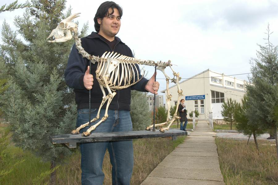 Uludağ Üniversitesi Veteriner Fakültesi